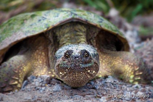 Turtle Closeup_00826.jpg - Photographed near Carleton Place, Ontario, Canada.